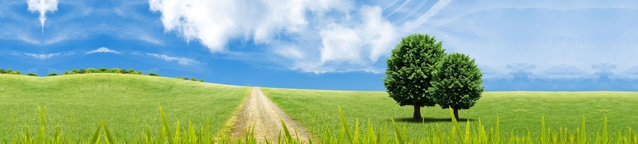 BigTree - Roots to Fruits